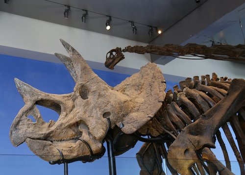 Muziejus,  Skeletas,  Dinozauras,  Eksponatas,  Paroda,  Paleontologija