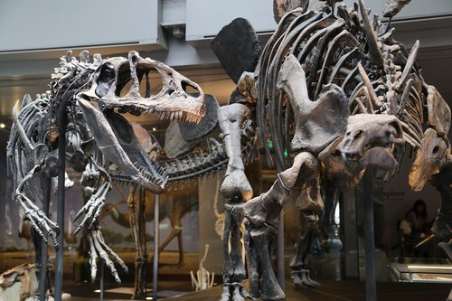 Muziejus,  Skeletas,  Dinozauras,  Eksponatas,  Paroda,  Paleontologija,  Mėsėdis,  Predator,  Išnykusi,  Kaulų,  Kaukolė,  Tyrannosaurus