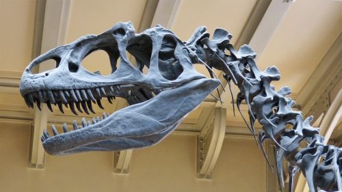 Muziejus, Skeletas, Dinozauras, Dinozaurų Skeletas, Grobuoniški Dinozaurai