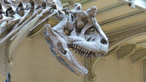 Muziejus, Skeletas, Dinozauras, Dinozaurų Skeletas, Grobuoniški Dinozaurai