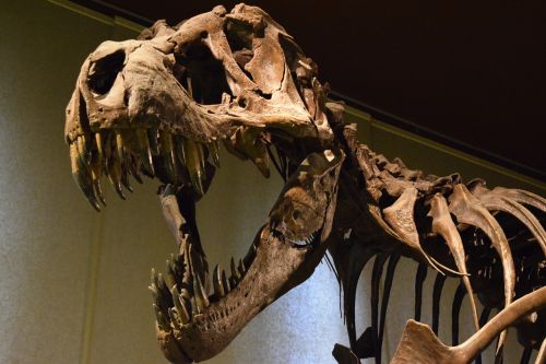 Muziejus, Milanas, Italy, Tiranozauras, Dinozaurai, Kaulai, Dantys