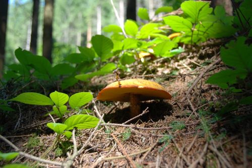 Grybai, Suillus Grevillei, Auksinis Lärchenröhrling, Geltona, Valgomieji