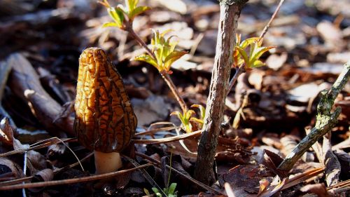 Grybai, Morchella Conica, Makro, Gamta, Augalas, Iš Arti, Pomidoras, Miškas