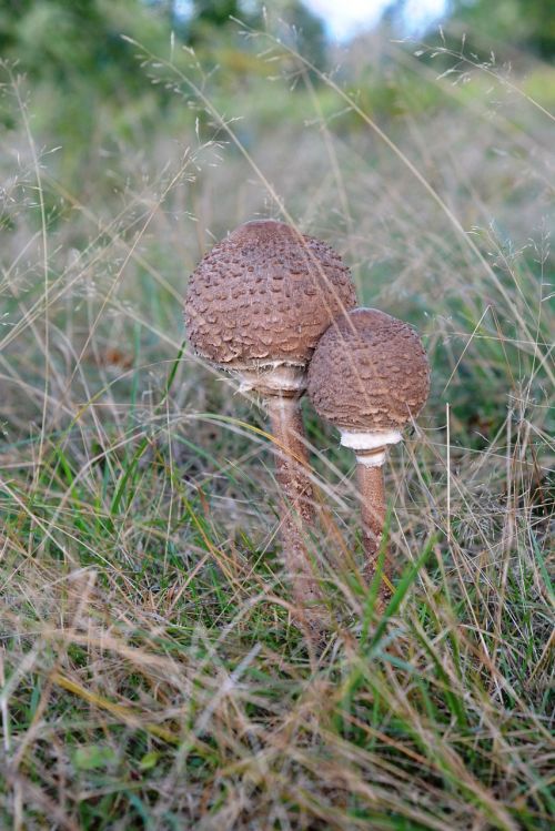 Grybai, Grybai, Ruduo, Gamta, Žolė