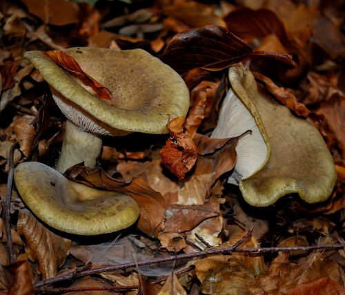 Grybai, Laukiniai, Gamta, Miškas, Maistas, Natūralus, Ruduo, Valgomieji, Ekologiškas, Daržovių, Grybelis, Grybai, Kritimas, Ruda, Šviežias, Vegetariškas, Žaliavinis, Miškininkystė