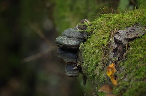 Grybai, Žurnalas, Samanos, Rudens Nuotaika, Gamta