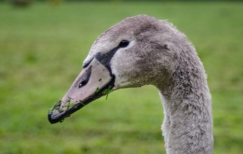 Gulbė Nebylė,  Cygnet,  Gulbė Vadovas,  Paukštis,  Snapas,  Atrodo,  Stebėti,  Žalias,  Pobūdį,  Gulbės