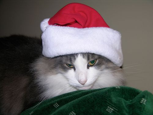 Katė,  Kalėdos,  Mano Katė Nekenčia Xmas