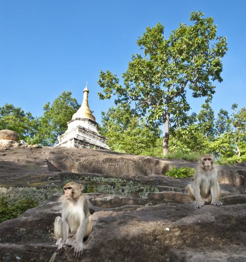 Mianmaras, Beždžionės, Asija, Burma, Kelionė