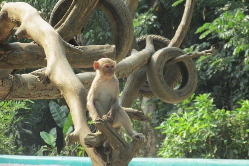 Beždžionė, Medis, Zoologijos Sodas, Mianmaras, Burma, Jangonas, Kelionė, Pritraukimas