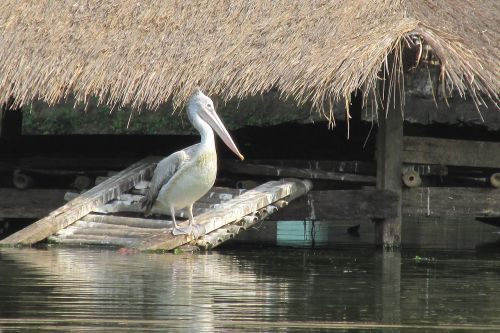 Pelican, Paukštis, Zoologijos Sodas, Mianmaras, Burma, Kelionė, Jangonas