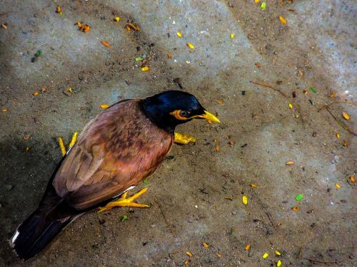 Mėnų Paukštis, Myna Paukštis, Girlianda, Paukštis, Praeivių Paukščiai, Bendra Mina, Acridotheres Tristis, Indijos Mina