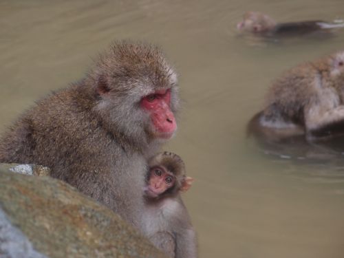 Nagano, Tai, 地獄 谷 温泉, Jigokudano Beždžionių Parkas, Beždžionė, Kūdikių Japonų Makakų Valgantys Lapai, Karšto Pavasario Beždžionė Sniego Beždžionė