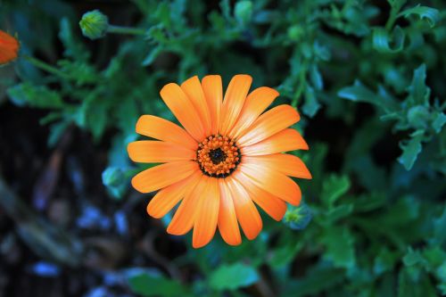 Gėlė,  Daisy,  Oranžinė,  Šviesos,  Namakwaland Daisy