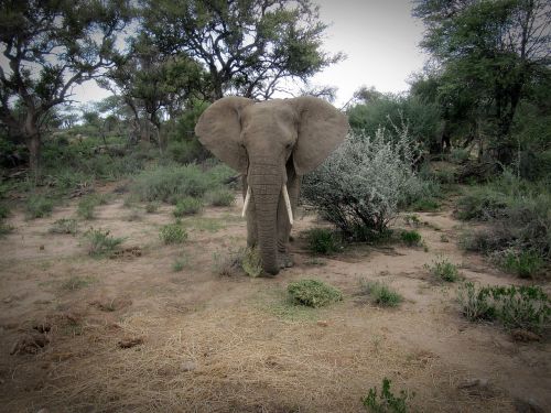 Namibija, Dramblys, Safari, Gyvūnas, Afrika, Didelis Žaidimas, Laukiniai Gyvūnai, Pachyderm