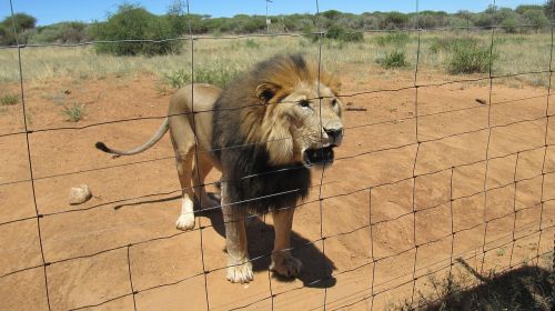 Namibija, Liūtas, Safari, Laukinis Gyvūnas, Gyvūnas, Afrika, Katė, Didelė Katė, Wildcat, Plėšrūnas, Gamta, Mėsėdžiai, Laukinės Gamtos Fotografija