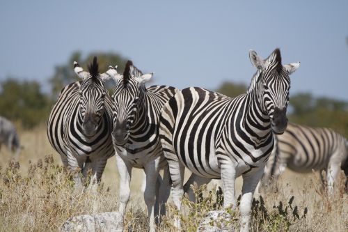 Namibija, Etosha Nacionalinis Parkas, Zebra, Gamta, Laukiniai, Gyvūnai, Safari, Zebras, Gyvūnų Pasaulis, Dykuma, Zebra Juostelės, Afrika