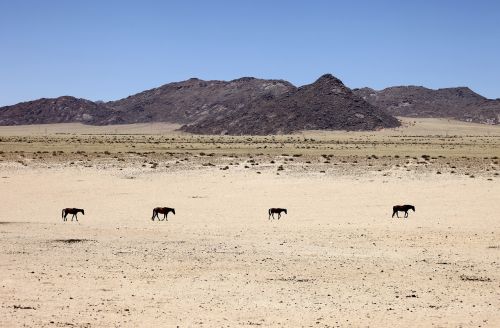 Namibija, Dykuma, Smėlis, Arkliai, Gyvūnai, Kemperis, Vienatvė, Afrika, Sausas, Sausra