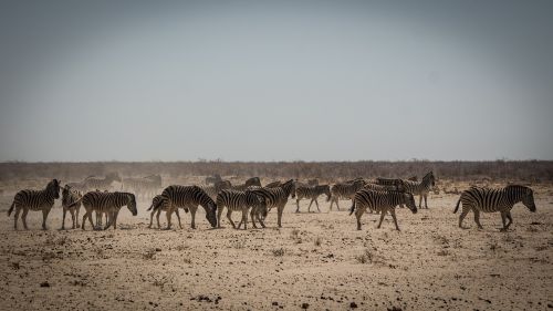 Namibija, Laukinė Gamta, Afrika, Etosha, Kraštovaizdis, Safari, Gamta, Vanduo, Turizmas, Laukiniai, Parkas, Kelionė, Zebra