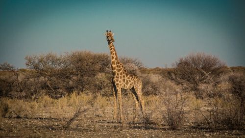 Namibija, Laukinė Gamta, Afrika, Etosha, Kraštovaizdis, Safari, Gamta, Vanduo, Turizmas, Laukiniai, Parkas, Kelionė, Žirafa