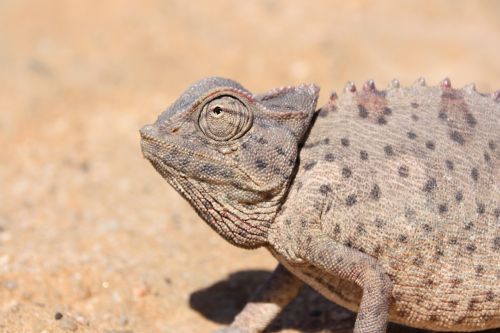 Namibija, Afrika, Chameleonas, Gyvūnų Portretas
