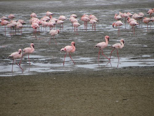 Namibija,  Paukščiai,  Flamingas