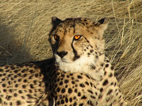 Namibija, Gepardas, Kačių, Laukinė Gamta, Gamta, Lauke, Iš Arti, Laukiniai