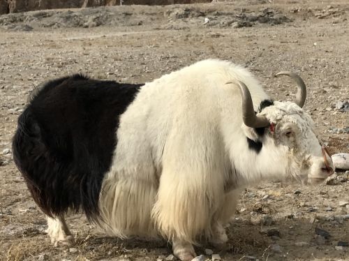 Namtso, Juoda Ir Balta Karvė, Saulės Šviesa