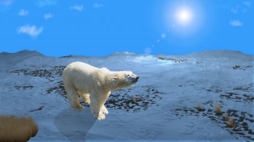 Nanuq, Baltoji Meška, Arktinė, Kraštovaizdis