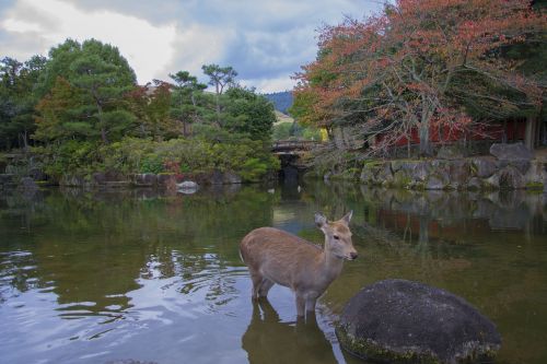 Nara, Biche, Ežeras, Japonija, Medžiai, Atsipalaidavimas, Tvenkinys, Gamta, Zen