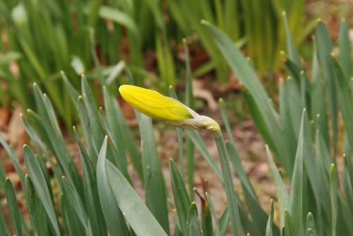 Narcis, Mygtukas, Gėlė, Flora, Pavasaris, Geltona