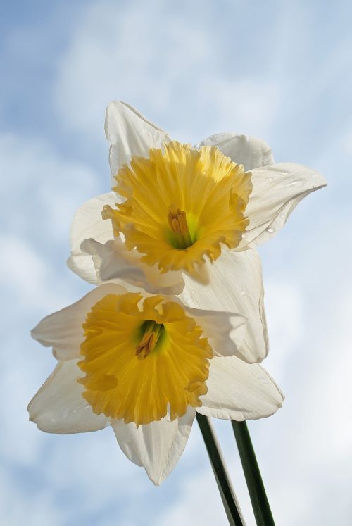 Narcis, Pavasaris, Geltona, Balta, Gamta, Pavasario Gėlė