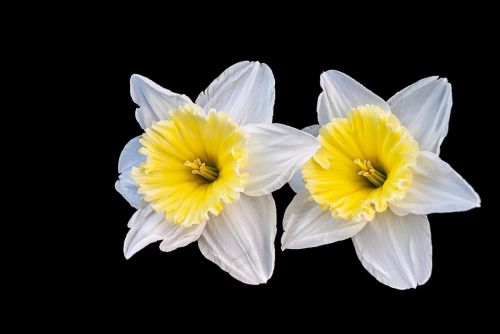 Narcis, Gėlė, Pavasaris, Kūrybingas, Gamta