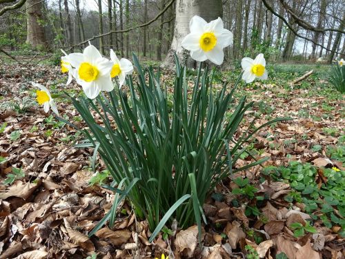 Narcis, Pavasaris, Geltona, Gėlė, Velykų Gėlė