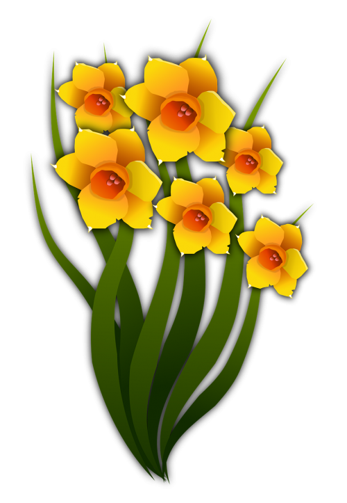 Narcissi, Gėlės, Gėlių, Gėlė, Sodas, Augalai, Flora, Gamta, Geltona, Pavasaris