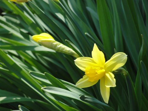 Narcizas, Gėlė, Pavasaris