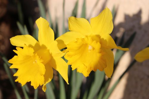 Narcizas, Gėlė, Geltona