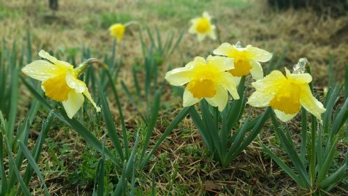 Narcizas, Pavasario Gėlės, Žydėjimo Įspėjimas
