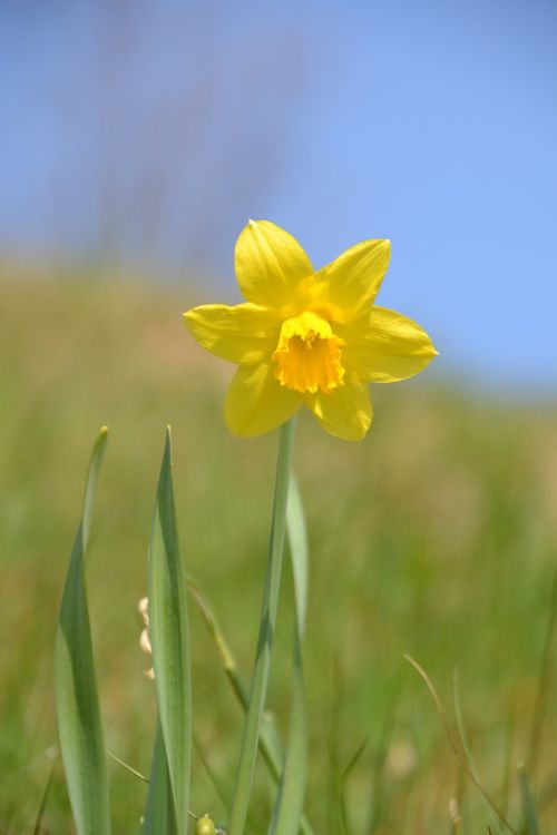 Narcizas, Geltona, Gėlė, Pavasaris