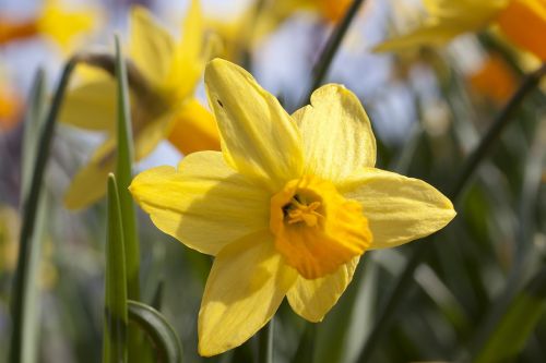 Narcizas, Amarilio Augalas, Daffodil, Velykos, Gėlė, Pavasaris, Lenz, Sodas, Augalas, Geltona, Oranžinė, Žydėti, Gėlės