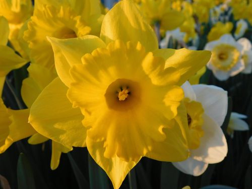 Narcizas, Gėlės, Daug Gėlių, Geltona, Balta, Pavasaris