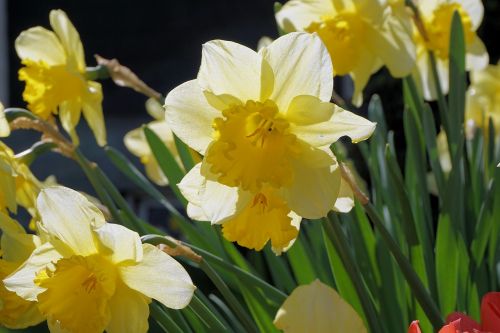 Narcizas, Gėlės, Narcissus Pseudonarcissus, Geltona Gėlė, Uždaryti, Gamta, Geltona, Pavasaris, Velykos, Augalas, Osterglocken, Velykų Pavasaris, Linksmų Velykų, Velykinis Sveikinimas