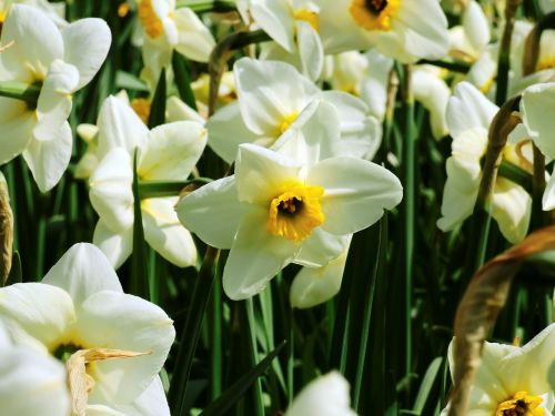 Narcizas, Gėlė, Pavasaris, Gamta, Žiedas, Žydėti, Daffodil