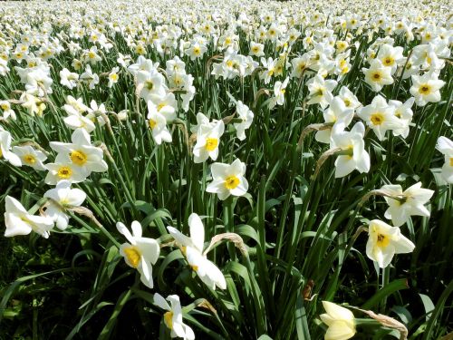 Narcizas, Gėlė, Pavasaris, Gamta, Žiedas, Žydėti, Daffodil