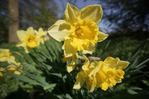 Narcizas, Daffodil, Gėlė, Žydėti, Geltona, Pavasaris, Žydi