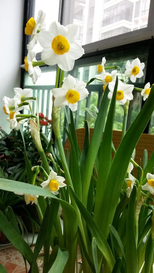 Narcizas, Gėlė