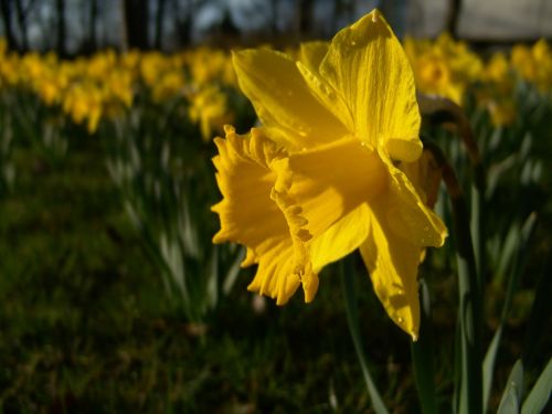 Narcizas, Daffodil, Velykos