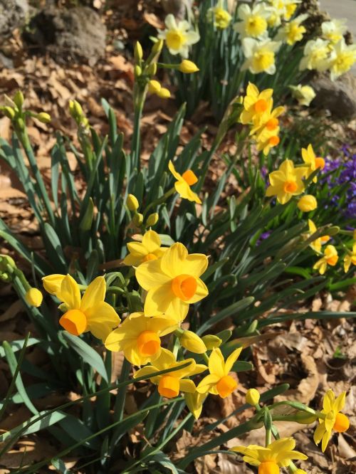 Narcizas, Geltona, Pavasario Gėlės, Gėlės