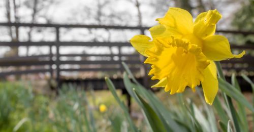 Narcizas, Daffodil, Gėlė, Gamta, Augalas, Geltona, Pavasaris
