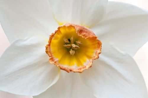 Narcizas, Daffodil, Gėlė, Makro